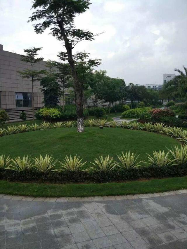 球速体育绿化工程-龙岗国宝造币厂绿化养护项目